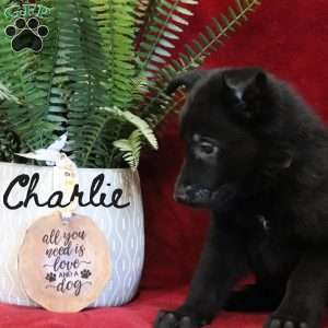 Charlie, German Shepherd Puppy